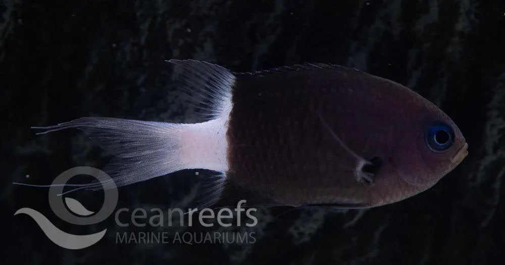 Bicolour Chromis - Ocean Reefs Marine Aquariums