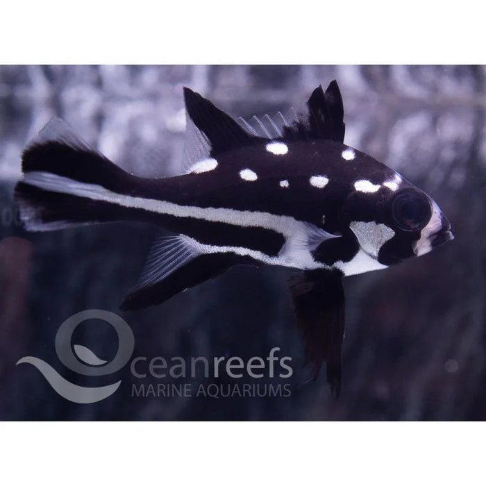 Black and White Snapper Juvenile - Ocean Reefs Marine Aquariums