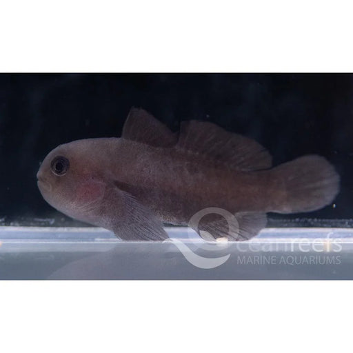 Black Coral Goby - Ocean Reefs Marine Aquariums