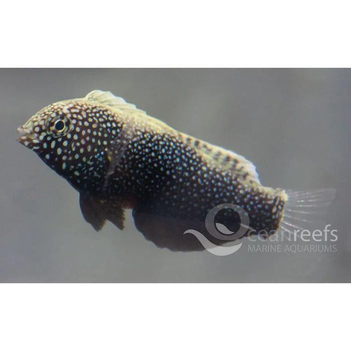 Black Leopard Wrasse - Ocean Reefs Marine Aquariums