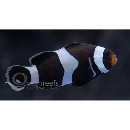 Black Ocellaris Clownfish - Ocean Reefs Marine Aquariums