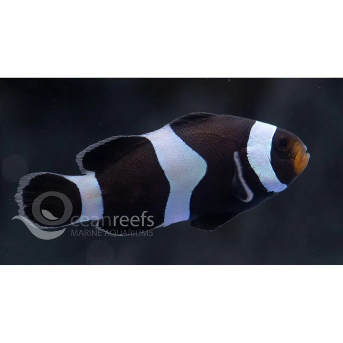 Black Ocellaris Clownfish - Ocean Reefs Marine Aquariums