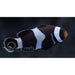 Black Ocellaris Clownfish - Ocean Reefs Marine Aquariums