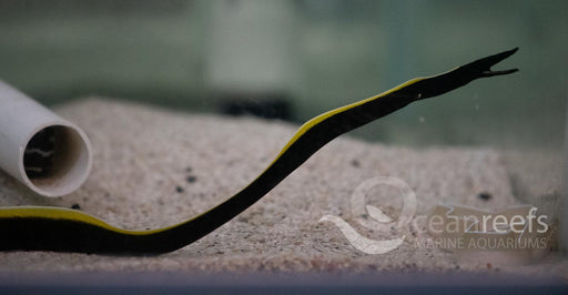 Black Ribbon Eel - Ocean Reefs Marine Aquariums