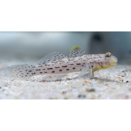Blackspotted Sand Goby - Ocean Reefs Marine Aquariums