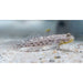 Blackspotted Sand Goby - Ocean Reefs Marine Aquariums