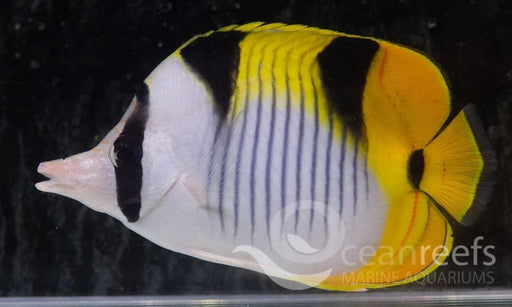 Blackwedged Butterfly - Ocean Reefs Marine Aquariums