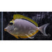 Blonde Lipstick Tang - Ocean Reefs Marine Aquariums