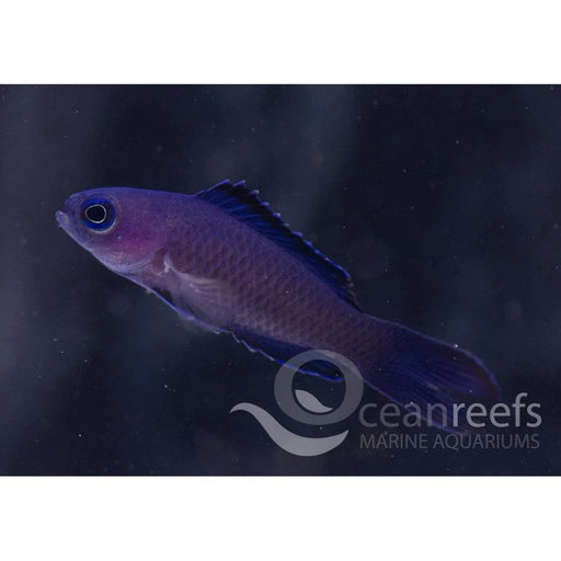 Blue Assessor - Ocean Reefs Marine Aquariums