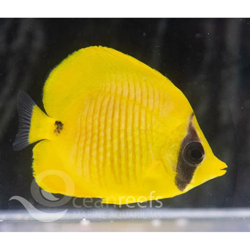 Blue Cheek Butterfly - Ocean Reefs Marine Aquariums