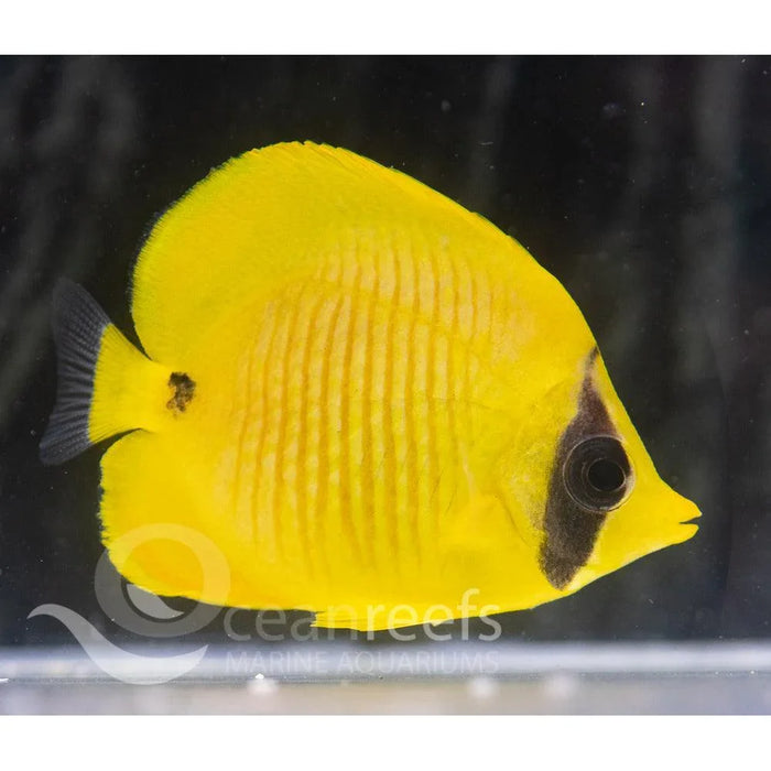 Blue Cheek Butterfly - Ocean Reefs Marine Aquariums