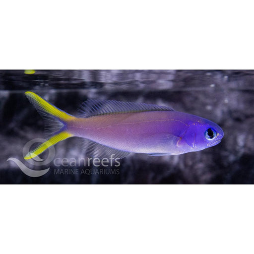 Blue Face Tilefish - Ocean Reefs Marine Aquariums