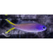 Blue Face Tilefish - Ocean Reefs Marine Aquariums