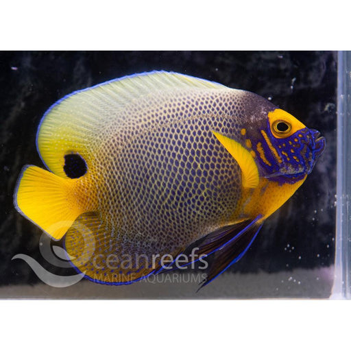 Blue-Faced Angel - Ocean Reefs Marine Aquariums