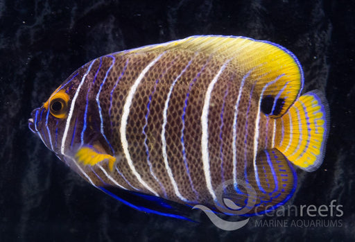 Blue-Faced Angel - Ocean Reefs Marine Aquariums