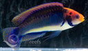 Blue Gilled Fairy Wrasse - Ocean Reefs Marine Aquariums
