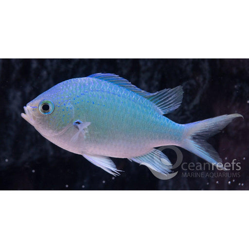 Blue Green Chromis - Ocean Reefs Marine Aquariums