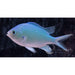 Blue Green Chromis - Ocean Reefs Marine Aquariums