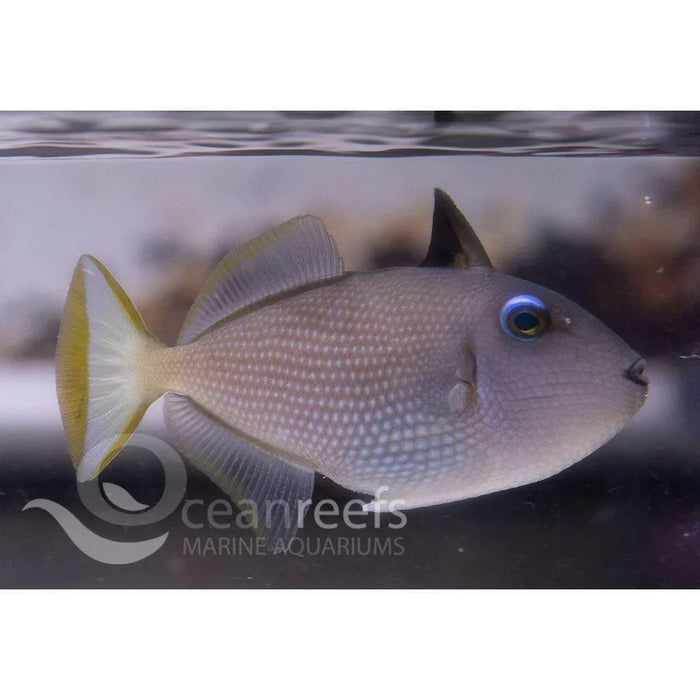 Blue Jaw Trigger Female - Ocean Reefs Marine Aquariums