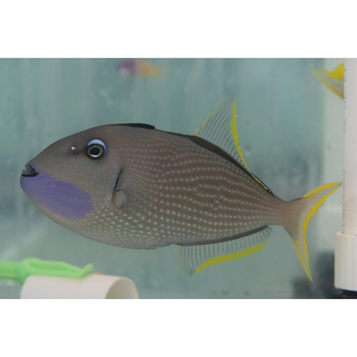 Blue jaw trigger Male - Ocean Reefs Marine Aquariums