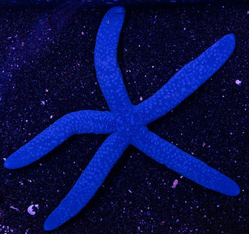 Blue Linckia - Ocean Reefs Marine Aquariums