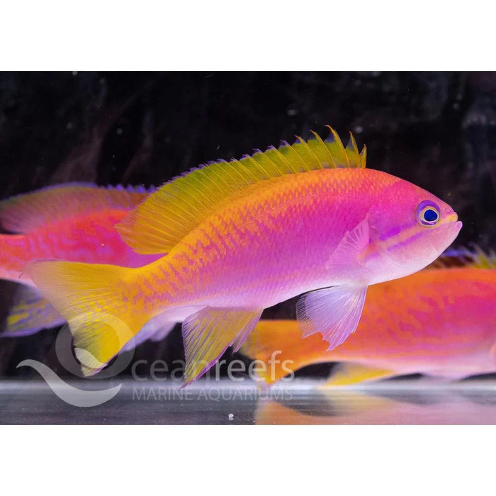 Blue Line Anthia (Female) - Ocean Reefs Marine Aquariums