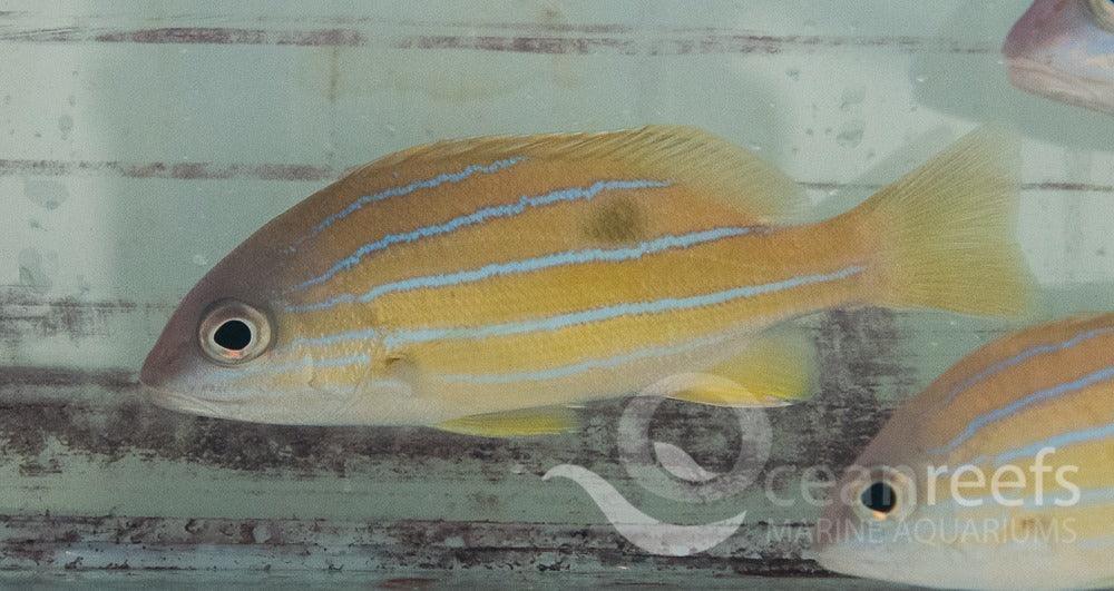 Blue Line Snapper - Ocean Reefs Marine Aquariums