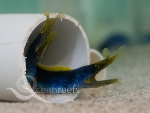 Blue Ribbon Eel - Ocean Reefs Marine Aquariums