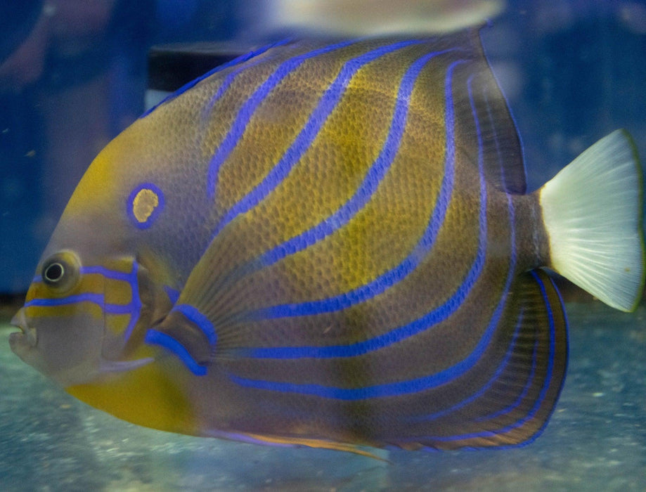Blue-Ringed Angel (Adult) - Ocean Reefs Marine Aquariums