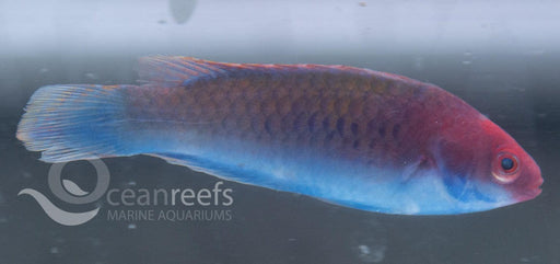 Blue sided Fairy wrasse - Ocean Reefs Marine Aquariums