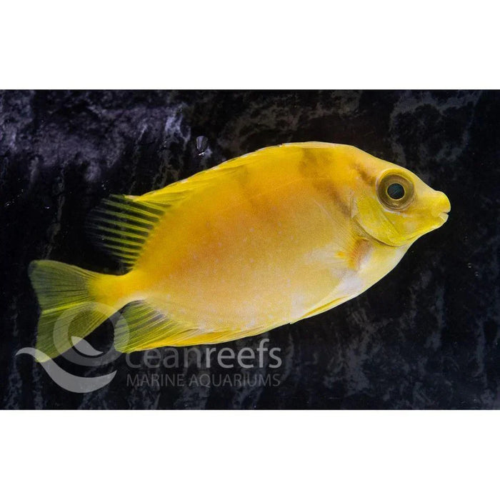 Blue Spotted Rabbitfish - Ocean Reefs Marine Aquariums
