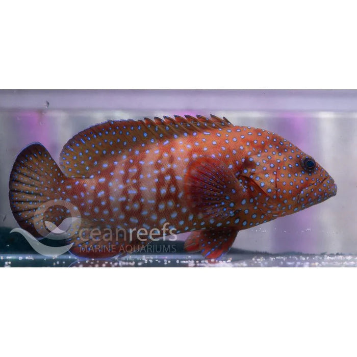 Blue Spotted Rockcod - Ocean Reefs Marine Aquariums