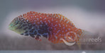 Blue Star Leopard Wrasse - Ocean Reefs Marine Aquariums