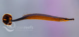 Blue Stripe Pipefish - Ocean Reefs Marine Aquariums