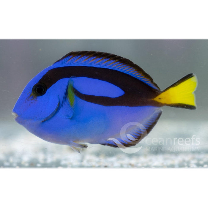 Blue Tang - Ocean Reefs Marine Aquariums