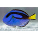 Blue Tang - Ocean Reefs Marine Aquariums
