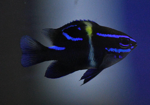 Blue Velvet Damsel - Ocean Reefs Marine Aquariums