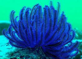 Coloured feather star