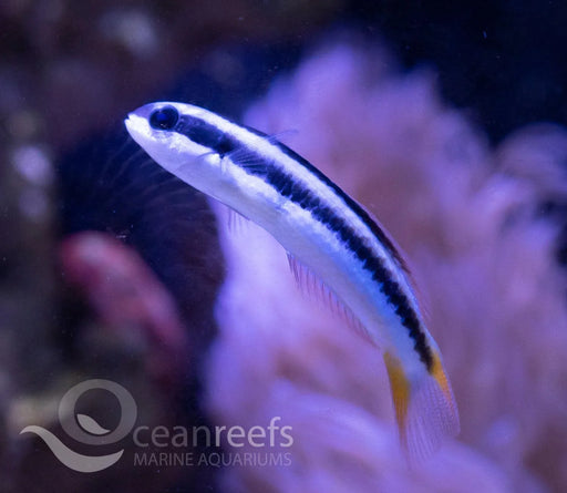 Blunthead Wrasse - Ocean Reefs Marine Aquariums