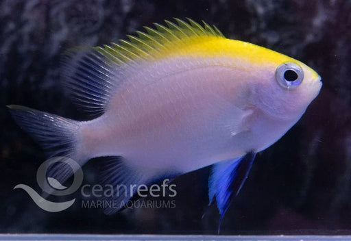 Bow Tie Damsel - Ocean Reefs Marine Aquariums