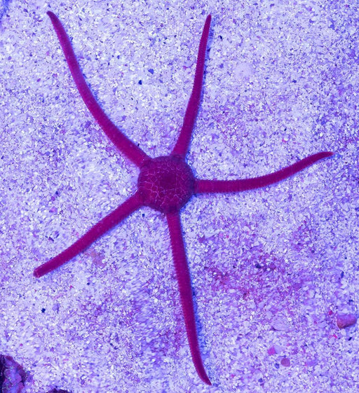 Brittle Starfish - Ocean Reefs Marine Aquariums