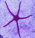 Brittle Starfish - Ocean Reefs Marine Aquariums