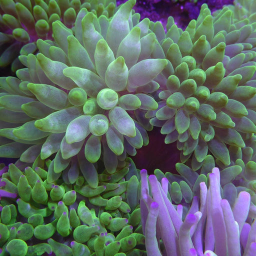 Bubble Tip Anemone - Ocean Reefs Marine Aquariums