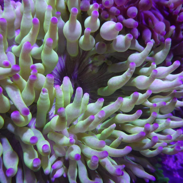 Bubble Tip Anemone - Ocean Reefs Marine Aquariums