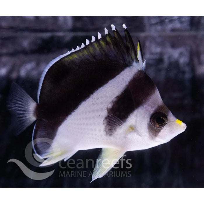 Burgessi Butterfly - Ocean Reefs Marine Aquariums