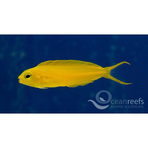 Canary Blenny - Ocean Reefs Marine Aquariums