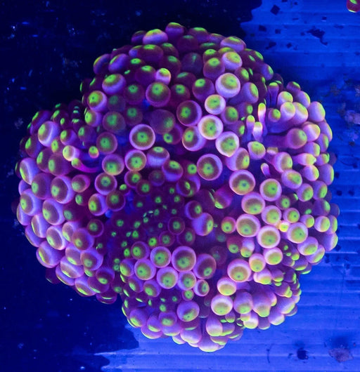 Candy Apple Bubble Tip Anemone - Ocean Reefs Marine Aquariums