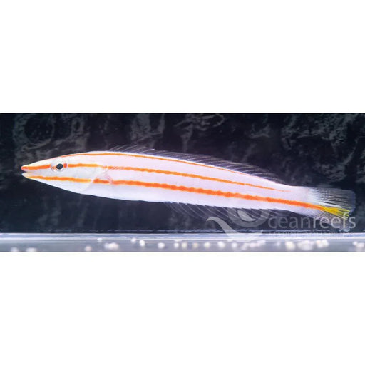 Candy Stripe Wrasse - Ocean Reefs Marine Aquariums