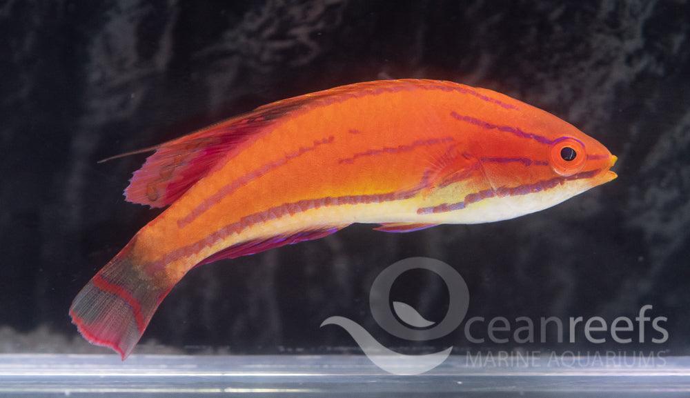 Carpenter's wrasse - Ocean Reefs Marine Aquariums