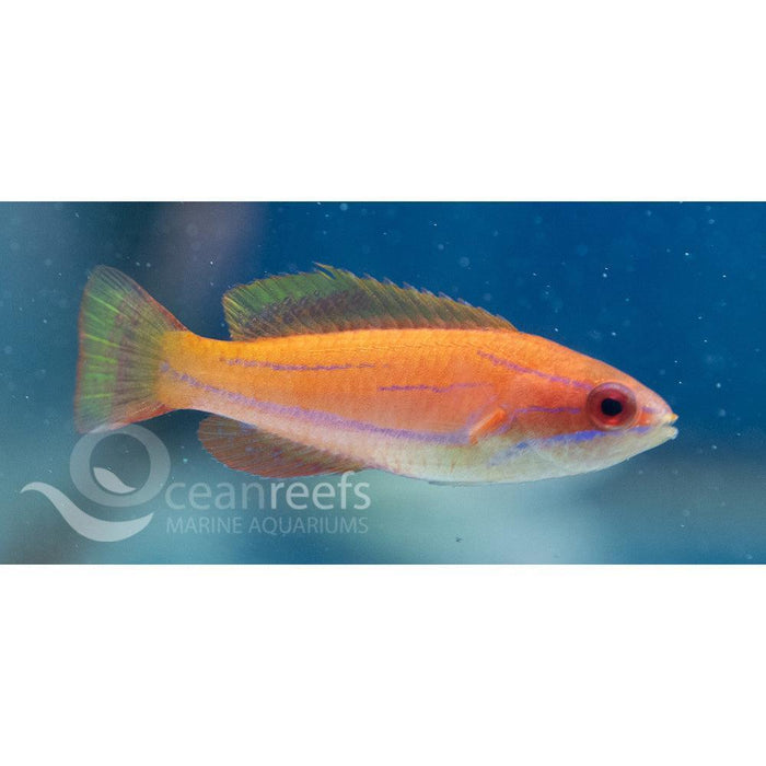 Carpenter's wrasse - Ocean Reefs Marine Aquariums